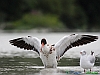 Uccelli anseriformi 06 - Volpoca.jpg